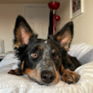 Meet your Posher, Tenzing